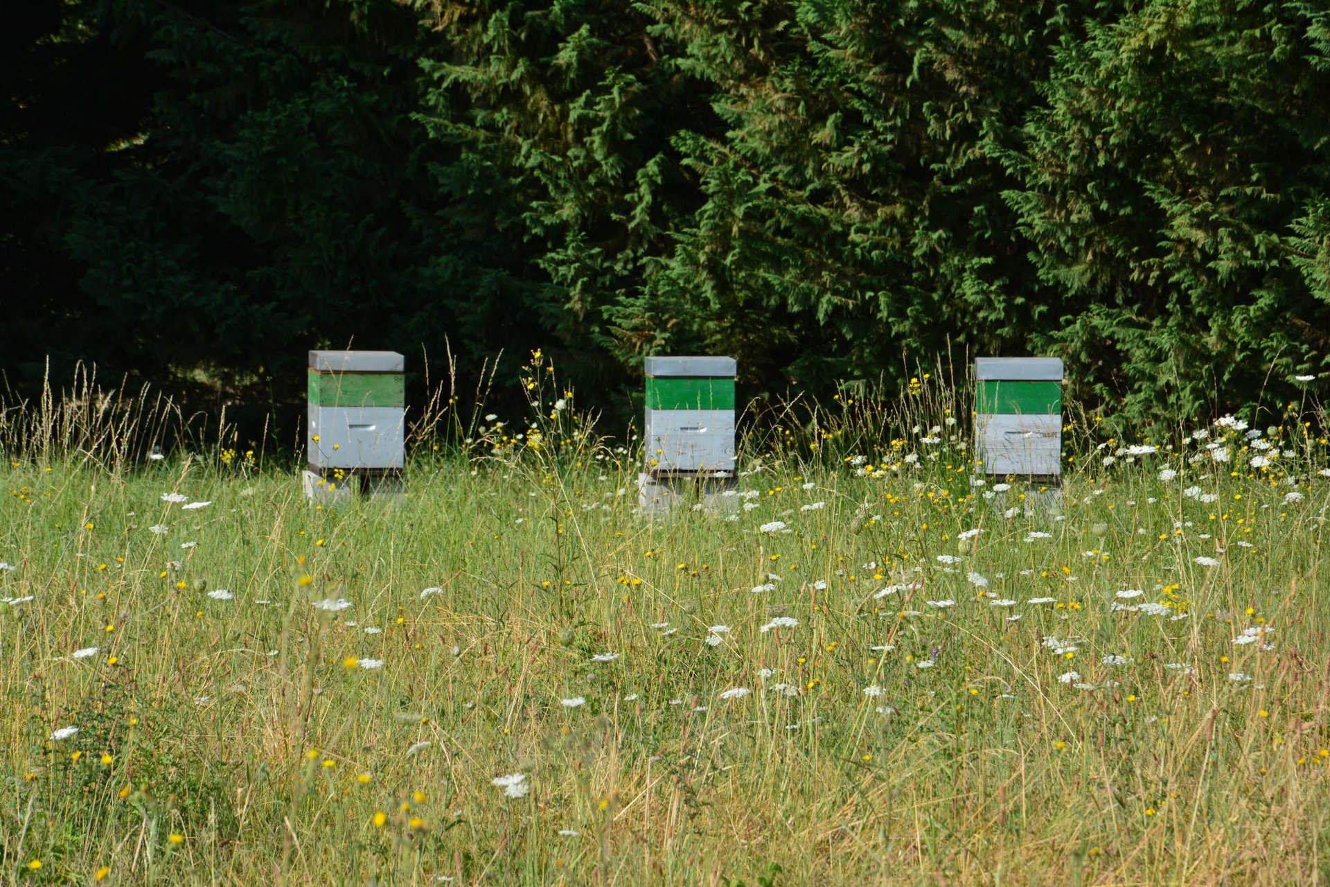 Les ruches de la Côte Saint Jacques, étoile verte au Guide Michelin, engagement environnemental